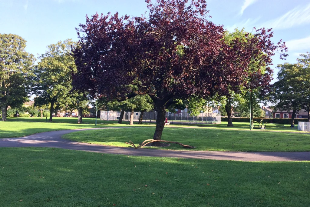 On a summery day, a bright purple-leaved tree is seen in the middle of Grant Thorold Park.