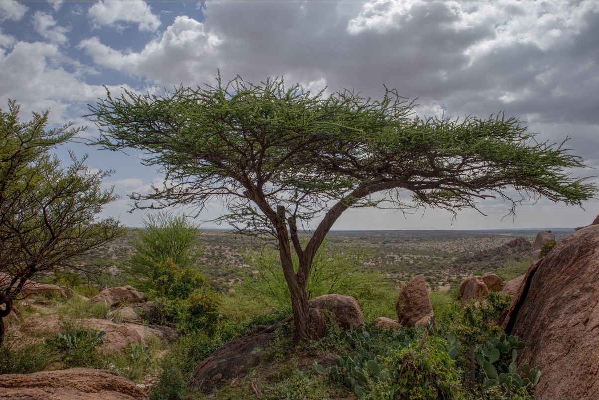 Tree overlooking an African plain.