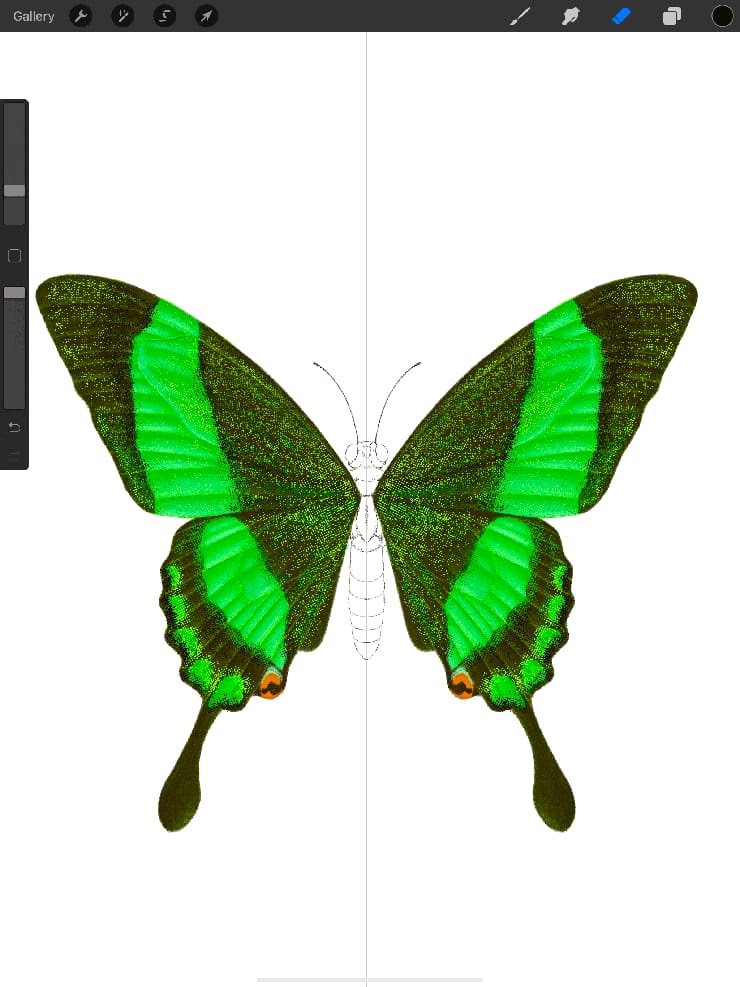 define the veins of the butterfly wings