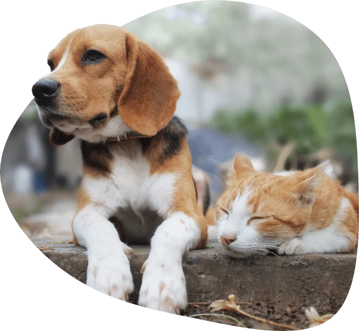 A dog and a cat lying together outside