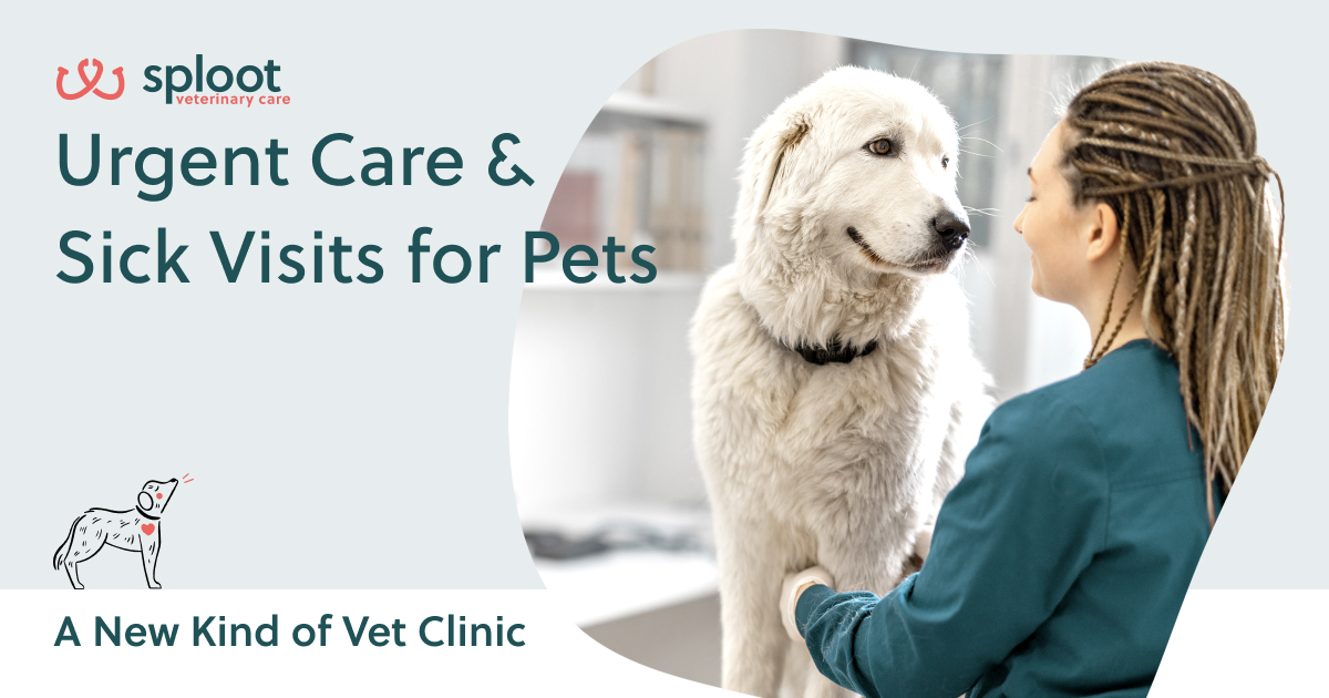 Spaying And Neutering Taylor Low Cost Pet Spay And Neuter