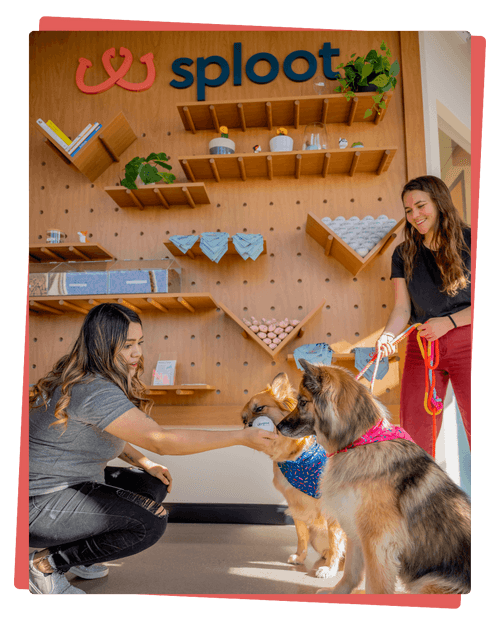 Denver Pet Care Clinics Sploot Veterinary Care