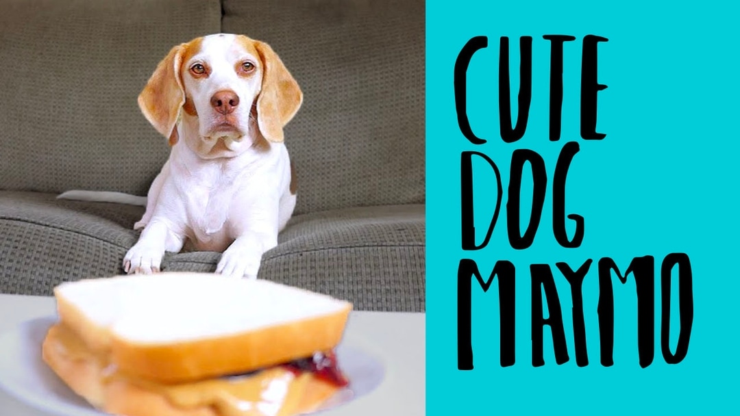 Kid-Safe TV Shows & Streaming Videos 100% Free | Sensical