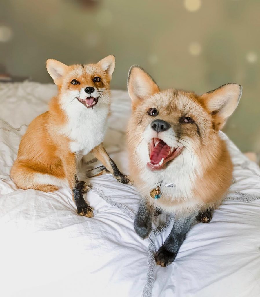 8 animal Instagram accounts you need to follow ASAP Digital Media Team