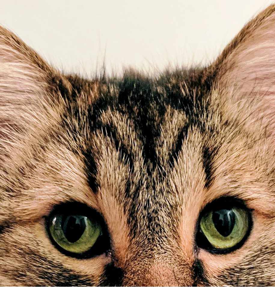 A Brief History of the CWD Insurgency