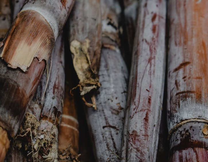 Policosanol 10mg Shop RAYDEL