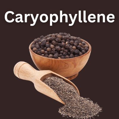 Caryophyllene