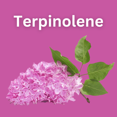 Terpinolene