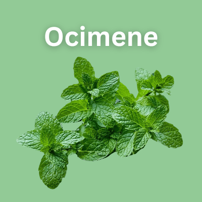 Ocimene
