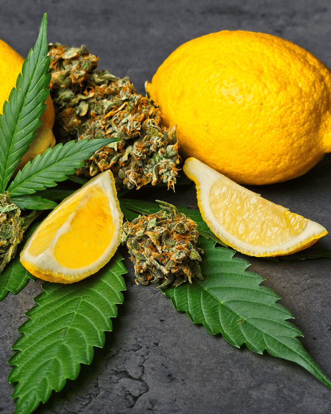The Importance of Terpenes and Cannabinoids