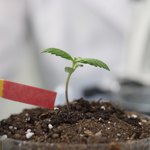 Why does cannabis need to be lab tested?