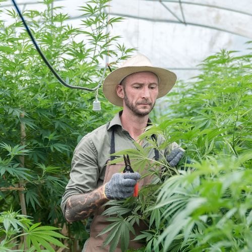 When to harvest weed