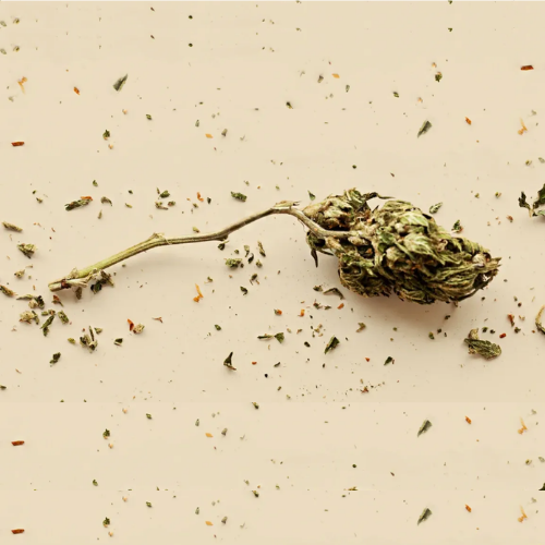 What you need to know about weed stems
