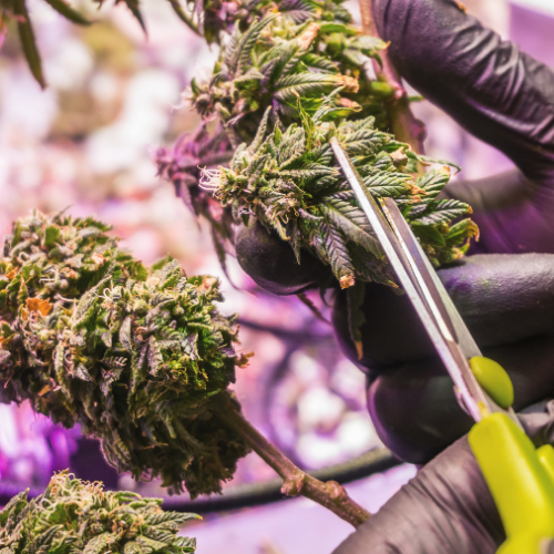 Wet trimming vs. dry trimming: What's the difference?