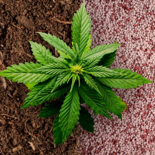 Korean natural farming for cannabis