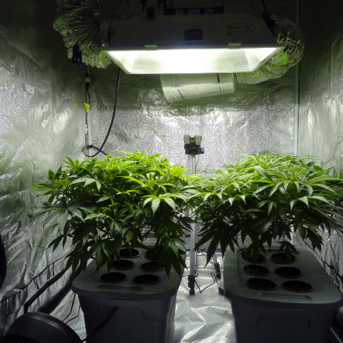 How to choose LED lights for your home grow