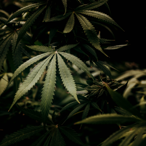 Hop-latent viroid (HLVd): How the “COVID” of cannabis is wreaking havoc on grows