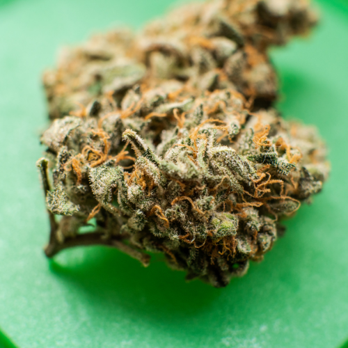 Cannabis trichomes: How cannabinoids, terpenes, and flavonoids are made