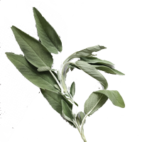 Green leave of a plant which is a herb