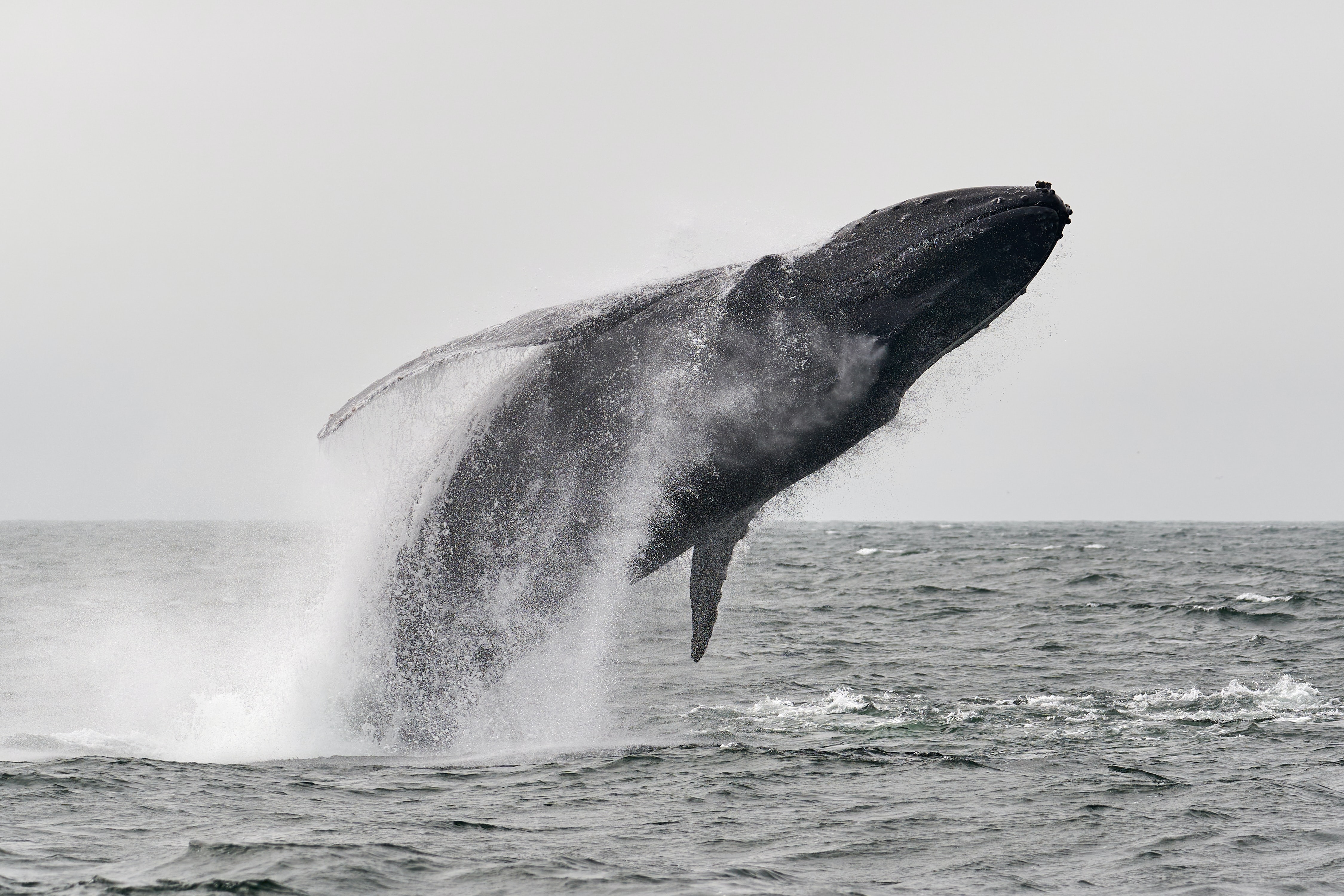Whale image
