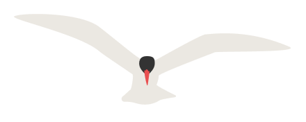 An illustration of an Artic Tern in flight.