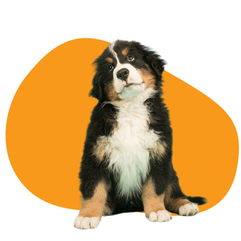 Bernese Mountain Dog breed portrait