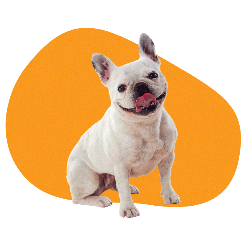 French Bulldog breed portrait