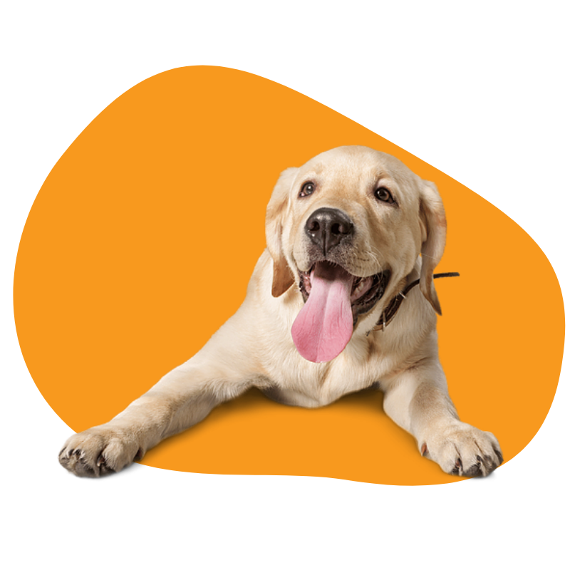 labrador retriever dog breed portrait