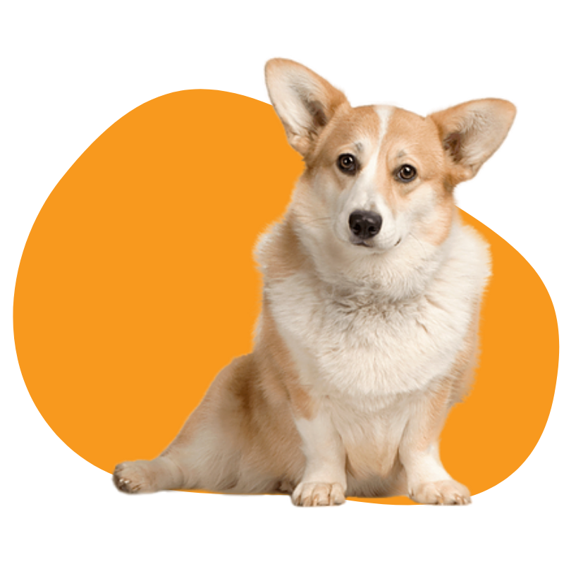 corgi dog breed portrait