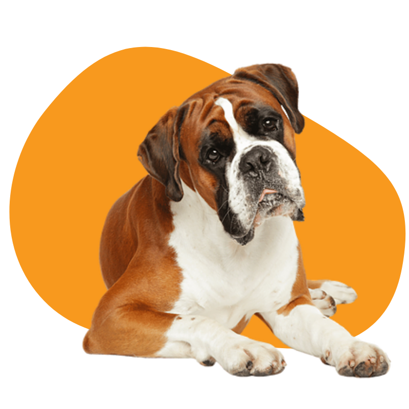 boxer dog breed portrait
