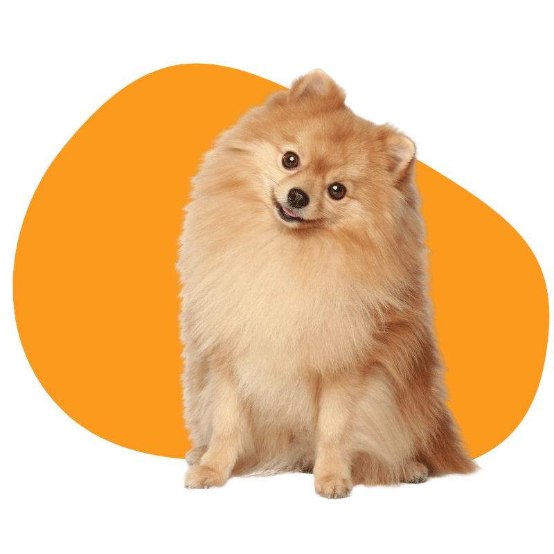 pomeranian dog breed portrait