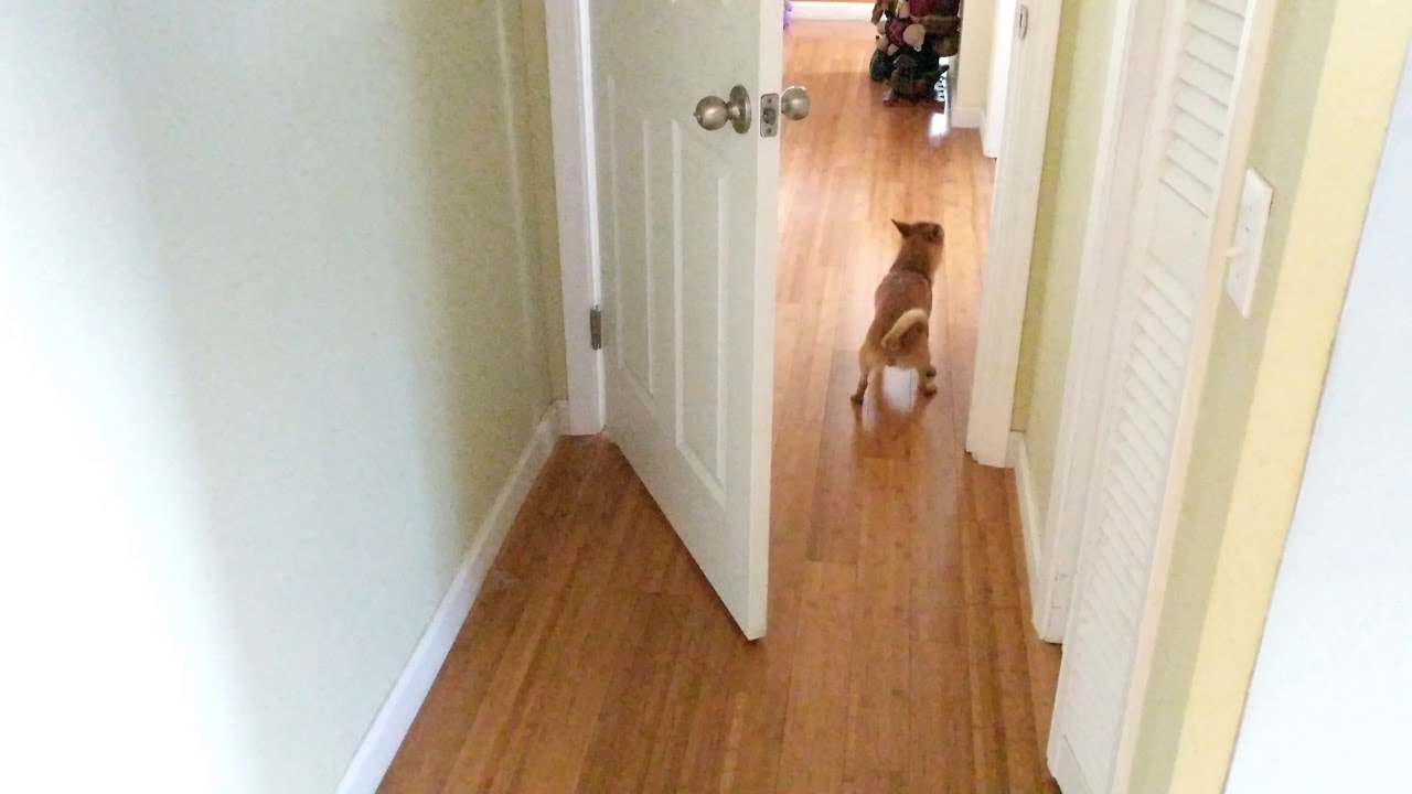 dog walking backwards through door