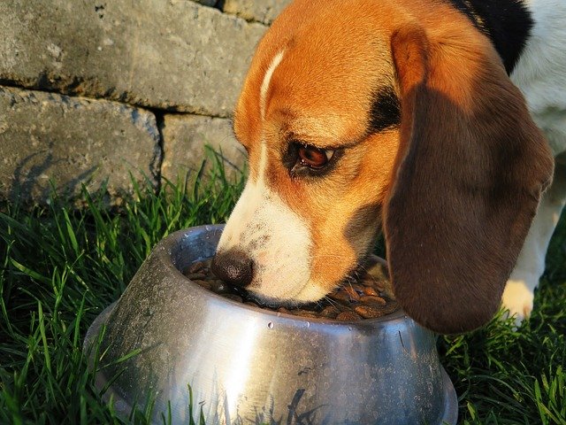 beagle eating food from bowl