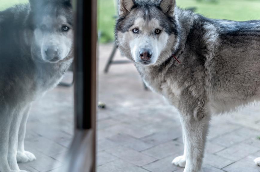 husky dog refusing to come inside