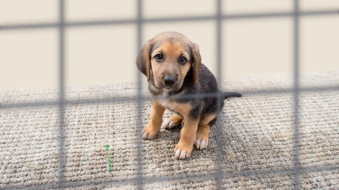 young puppy waiting for adoption behind cage