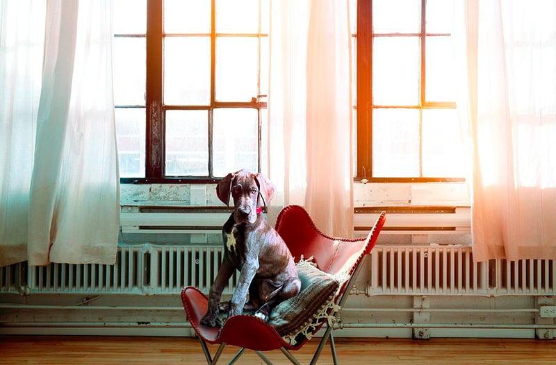 great dane in an apartment
