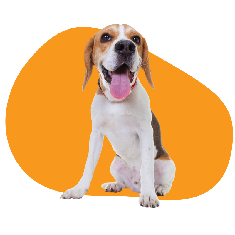 beagle dog breed portrait