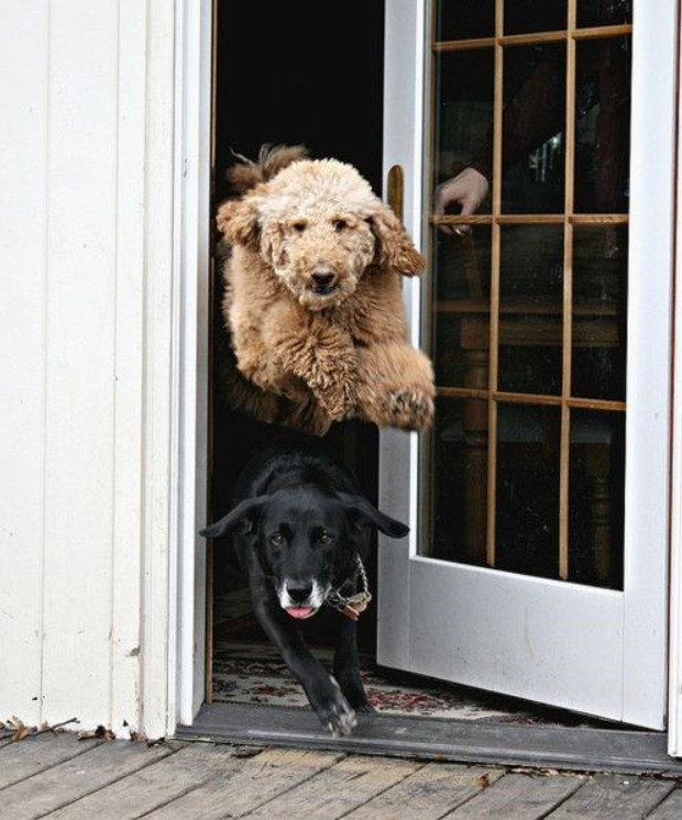 not calm dog pulling on leash