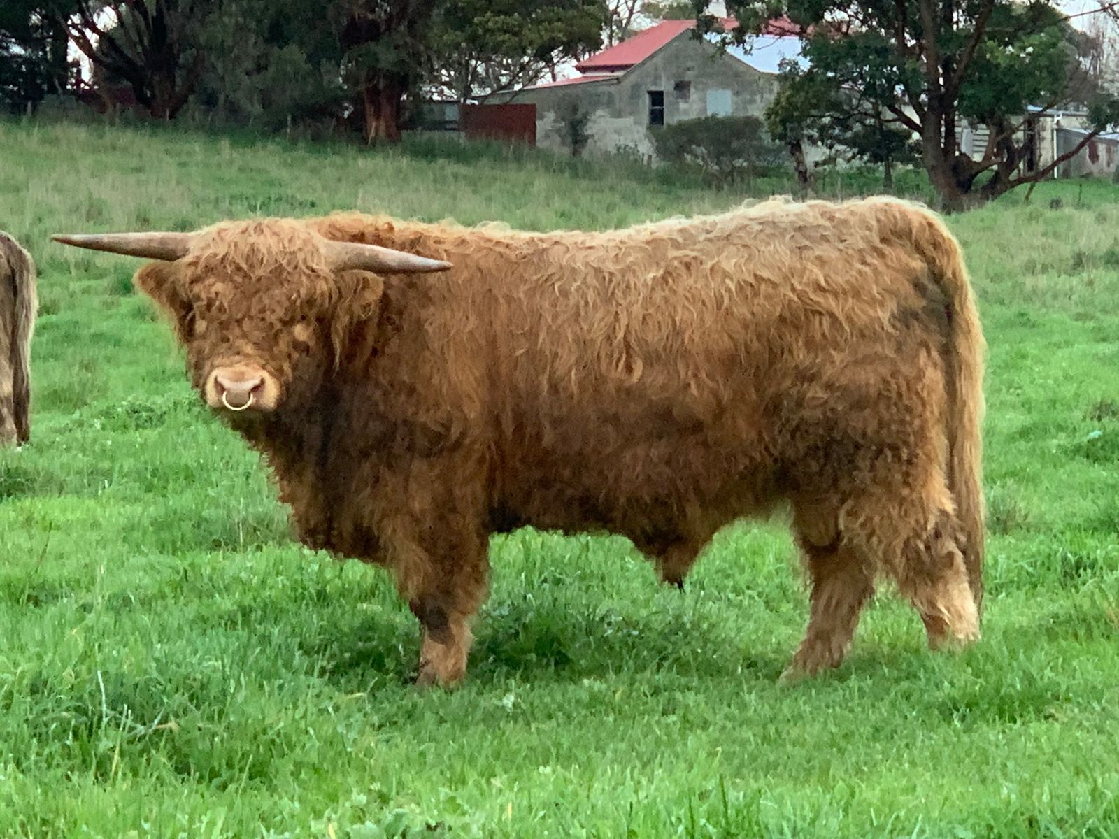 Classifieds - Australian Highland Cattle Society