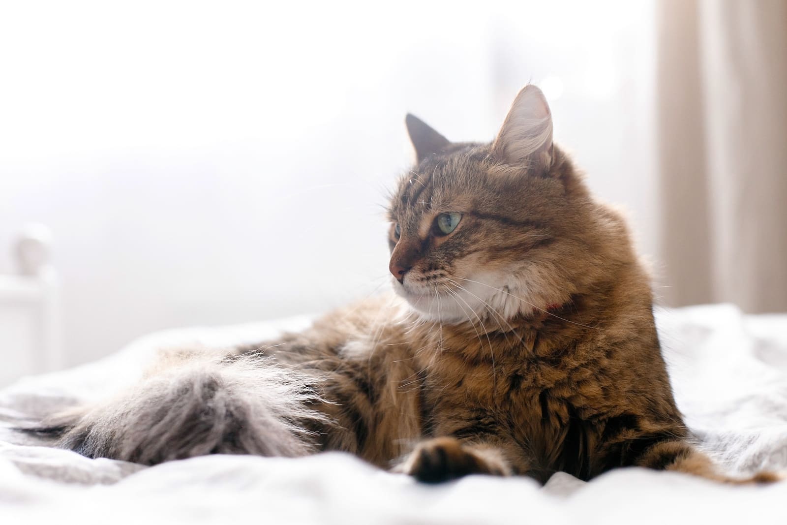 Home Geneseo Veterinary Care