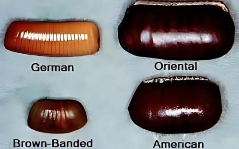 How To Identify Roach Eggs - Alta Pest Control