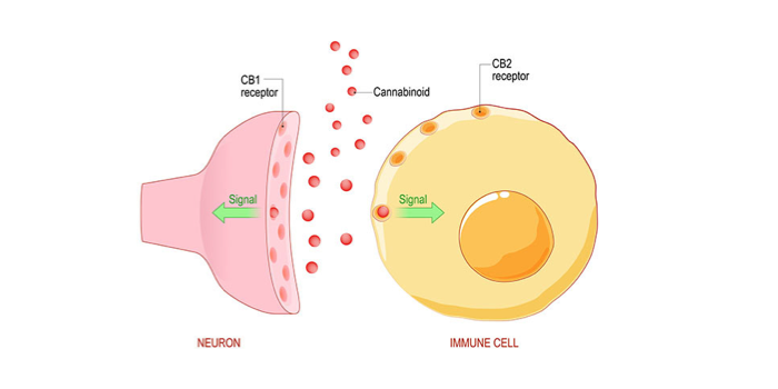systeme endocannabinoide