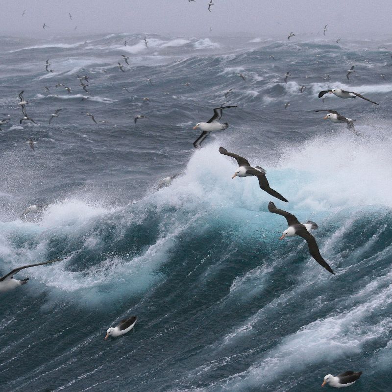 Seabirds flying over stormy seas.