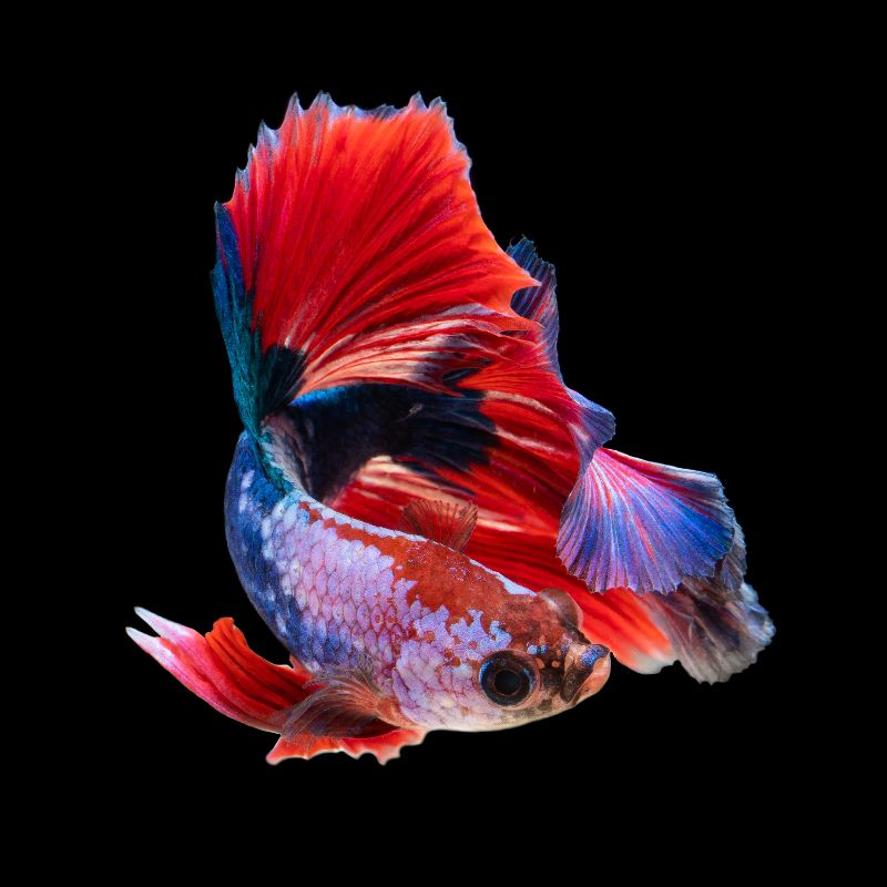 A multi-colored fish, swimming in the ocean.