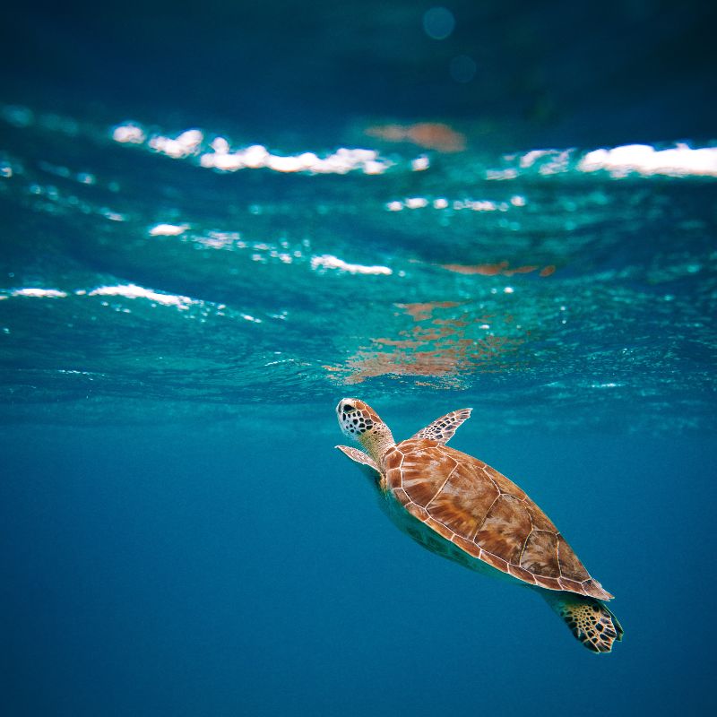 A sea turtle swimming.