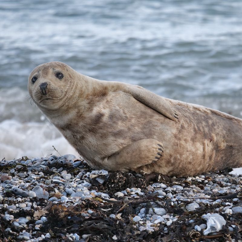 A playful-looking seal.