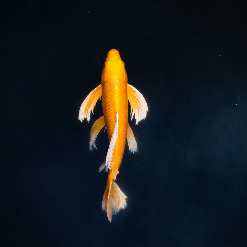 A small, yellow fish swimming in the ocean.