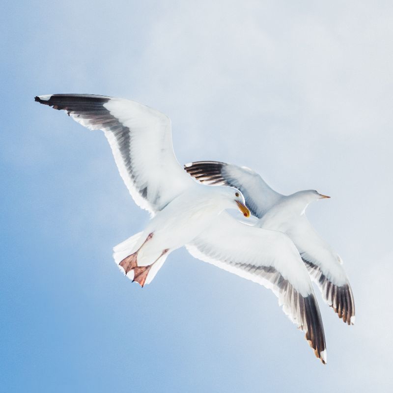 Two seagulls flying.
