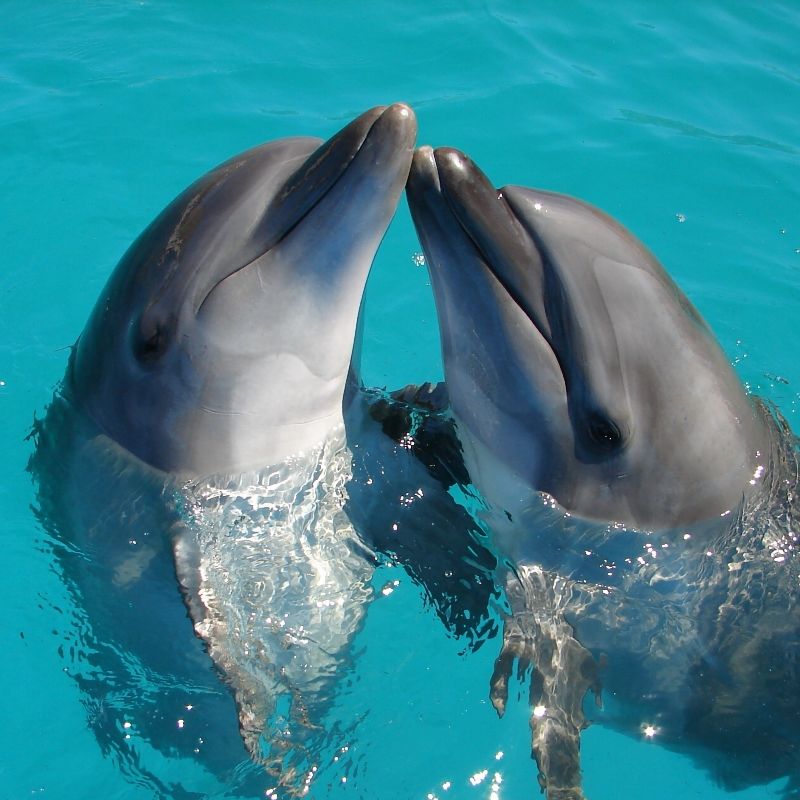 Two dolphins playing.
