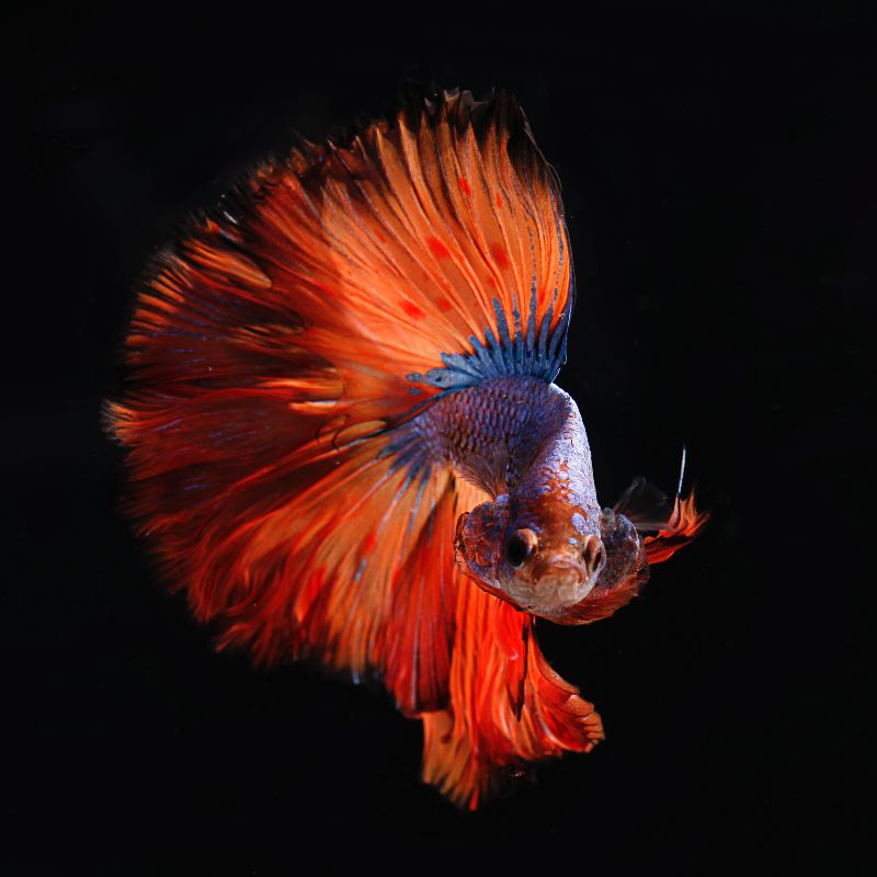 A multi-colored fish, swimming in the ocean.